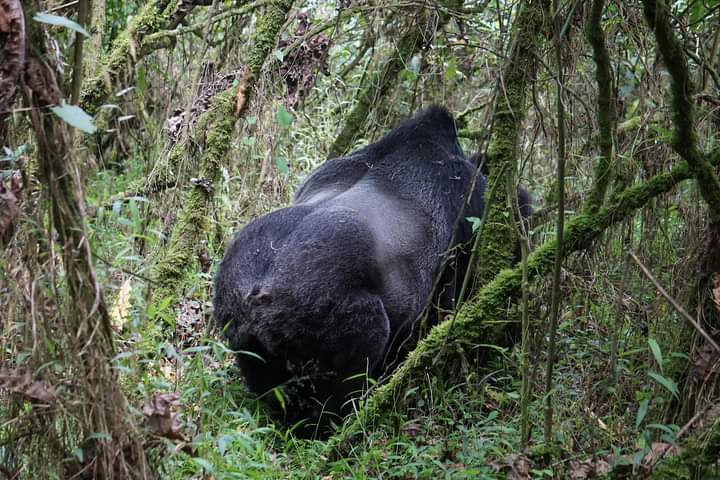 How Best To Book a Safari To Mgahinga National Park