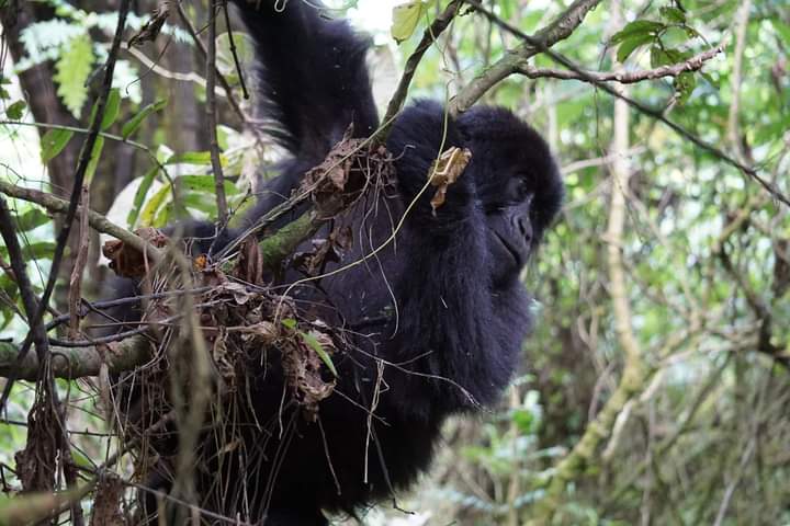 Mountain Gorilla Trekking In Dry Season Africa