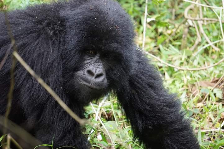 Gorilla Families In Volcanoes National Park