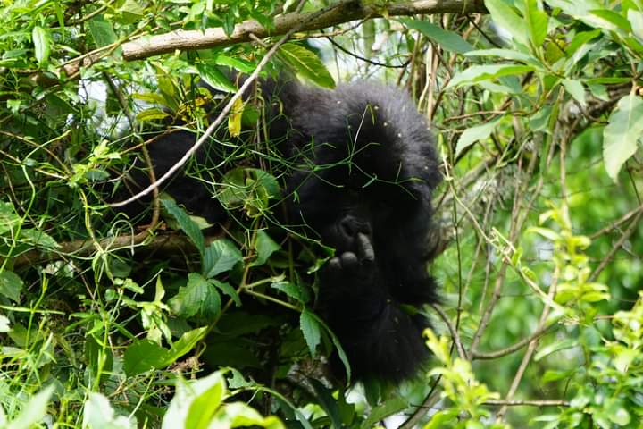 Role Of Trackers Or Advanced Team During Gorilla Trekking Bwindi And Volcanoes National Parks