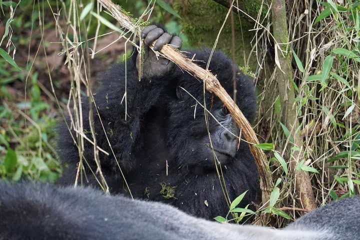 Cost Of Gorilla Trekking In Congo