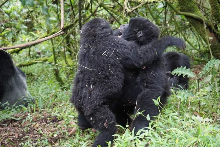 How To See Mountain Gorillas In Their Natural Habitat