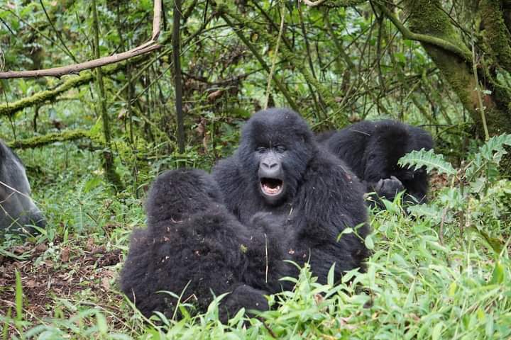 Fly-in Safari to Bwindi Impenetrable Forest National Park