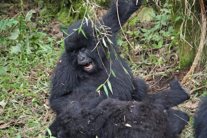 Can I Stay in Nkuringo and trek Rushaga mountain gorillas in the South of Bwindi?