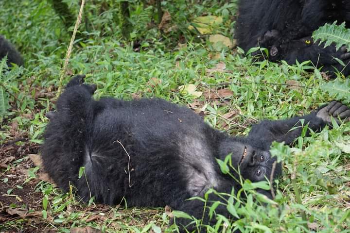 How To Book a Flying Safari To Uganda To See Gorillas.