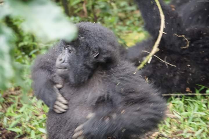 What Is Included In The Budget Gorilla Habituation Safari To Bwindi Forest?