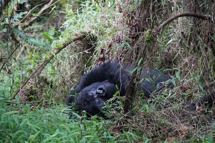 How To Book Gorilla Safari Tours To Volcanoes National Park In Rwanda.