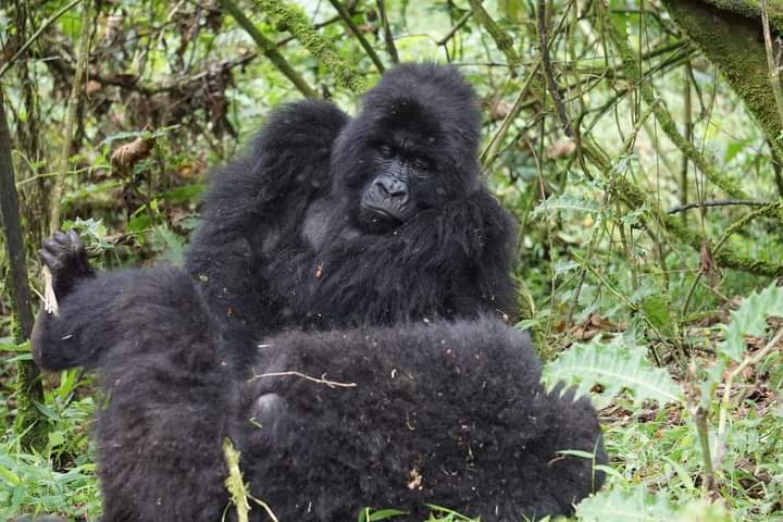 What Is The Cheapest Way To See Mountain Gorillas In Uganda