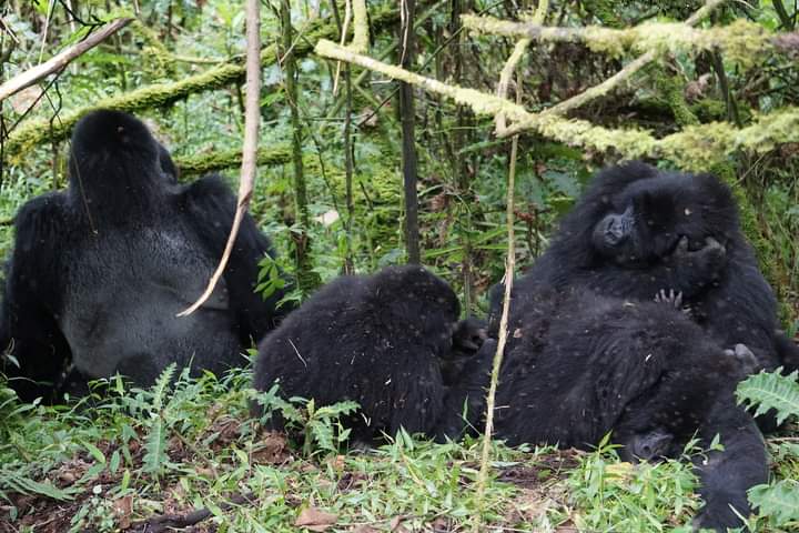 Booking a Gorilla Habituation Permit