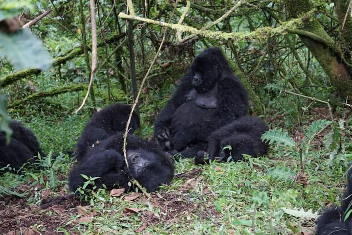 Everything You Need To Know About Mountain Gorillas