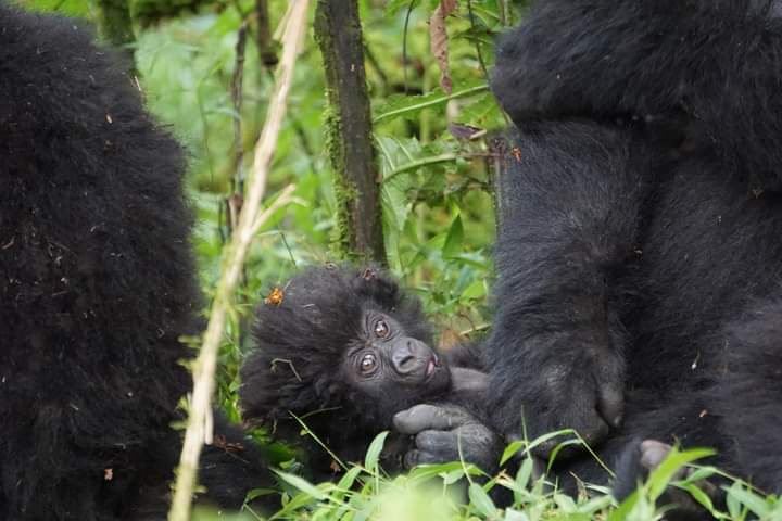 Minimum Days For Gorilla Habituation Experience In Bwindi Uganda