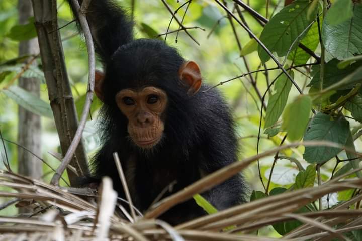 Uganda Gorilla And Chimpanzee Trekking Safaris From Kigali Rwanda