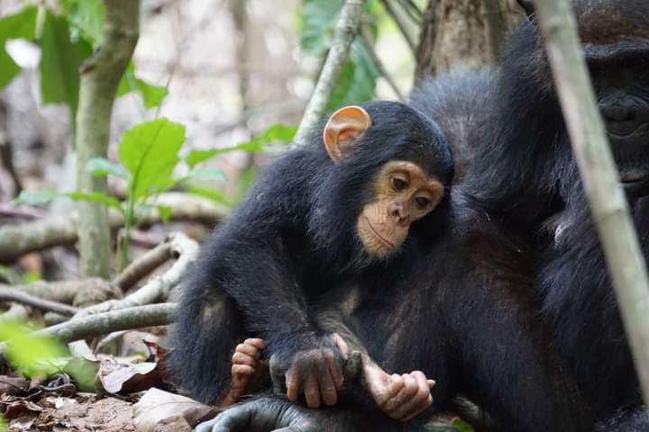 Gorilla Trekking And Ngamba Island Safari In Uganda