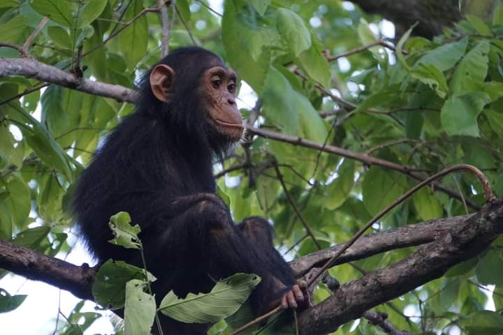 Requesting For Extra Chimpanzee Trekking Permit From Uganda Wildlife Authority