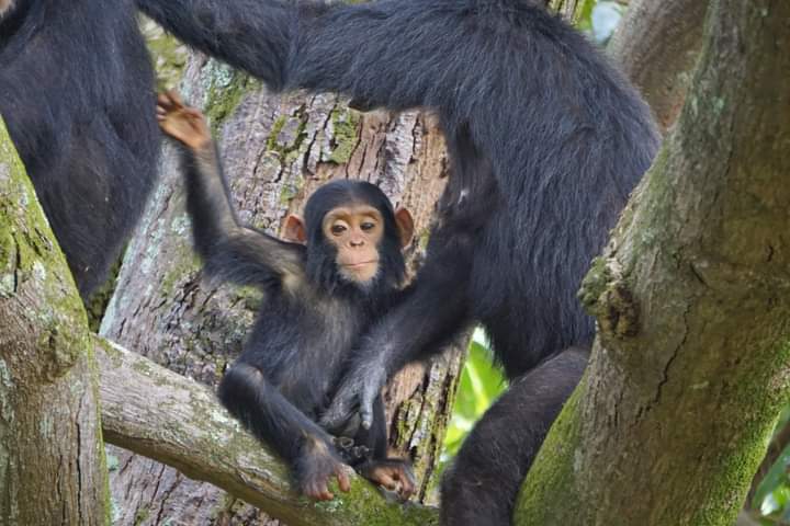 Why Is Trekking Chimpanzees Great Experience In Uganda?
