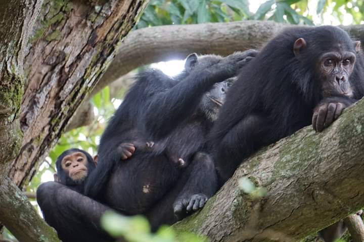 Tips For Family Travel In DR Congo