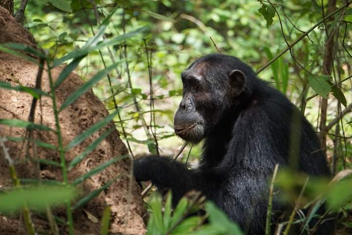 Best Visit Nyungwe Forest National Park
