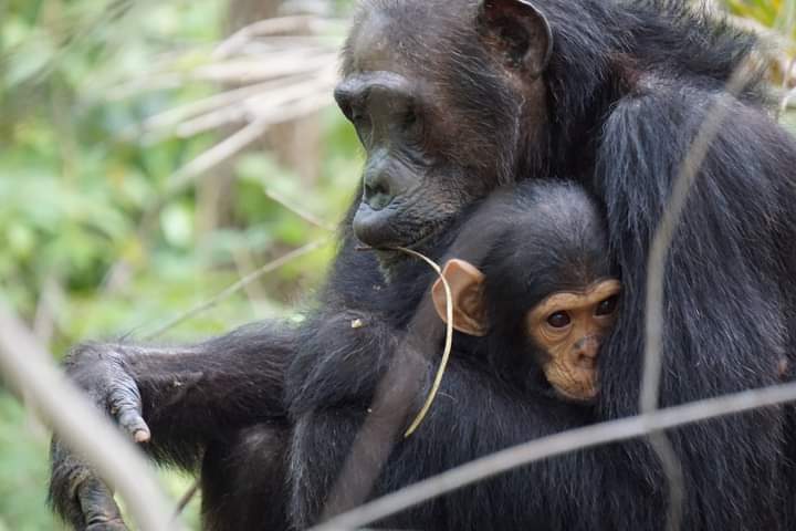Uganda Extended Discounted Gorilla Trekking Permit, Chimpanzee Trekking Permit For Primate Watching And Park Entrance Fees
