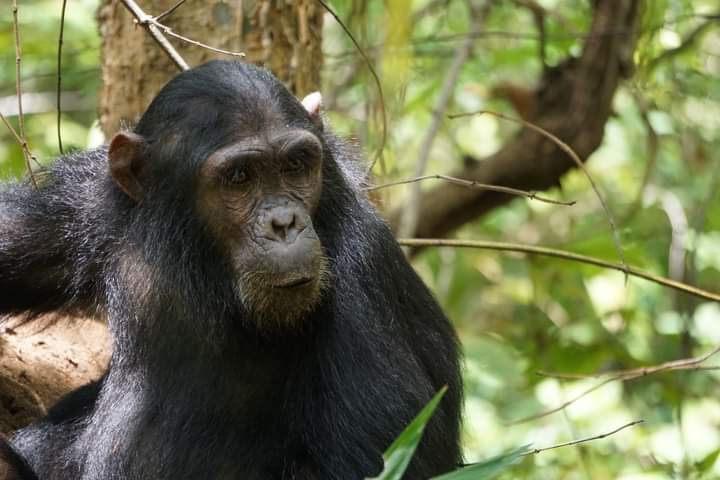 Chimpanzee Tracking In Nyungwe Forest National Park.