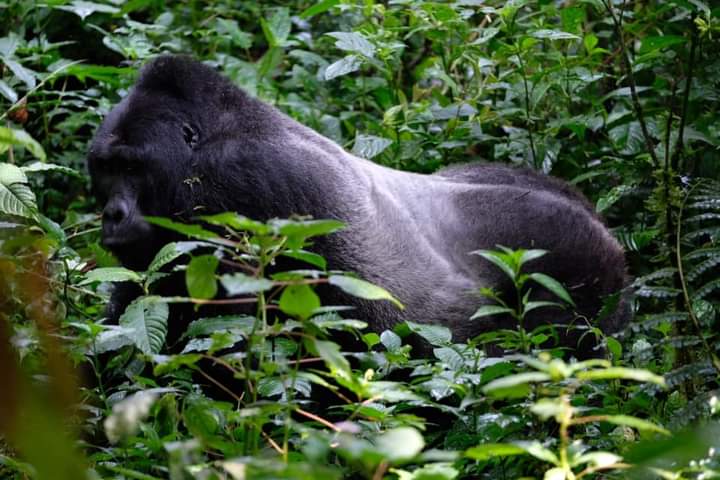 Causes Of Gorilla Permit Overbooking In Uganda