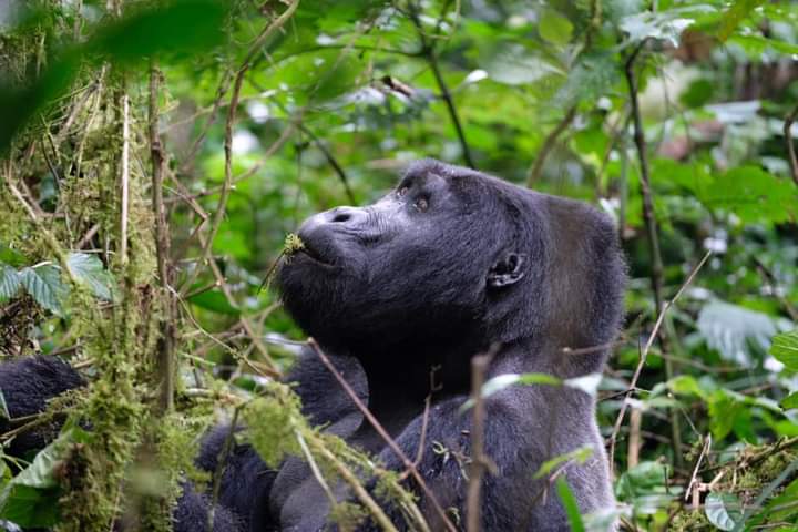 Uganda Gorilla Watching Packages