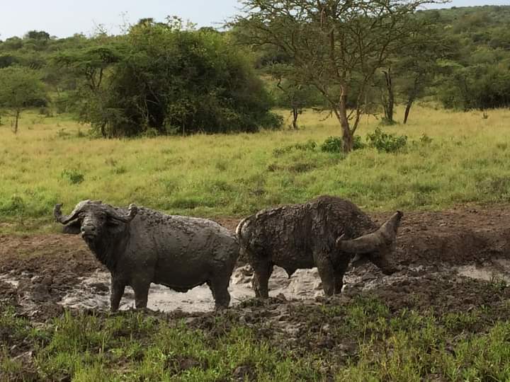 Nyamabuye Lookout In Akagera National Park Rwanda