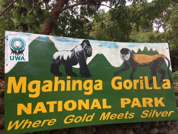 Gorilla Trekking On Budget In Bwindi And Mgahinga Uganda