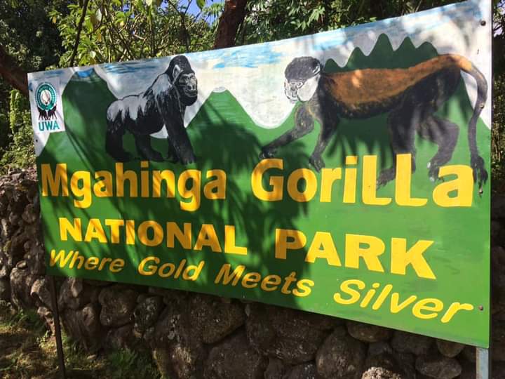 Unsold Gorilla Permits In Uganda And Rwanda.