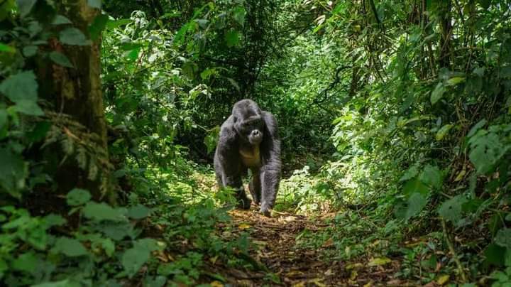 Causes Of Gorilla Permit Shortage In Bwindi And Mgahinga National Parks Uganda