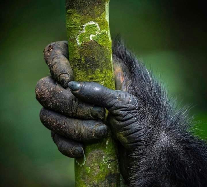 Nkuringo Gorilla Permits In Bwindi Uganda.