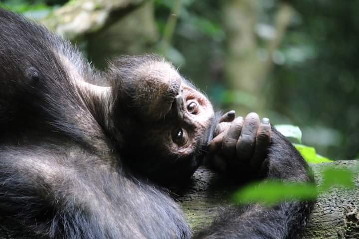 Buy Rwanda Chimpanzee Permit For Nyungwe Forest National park