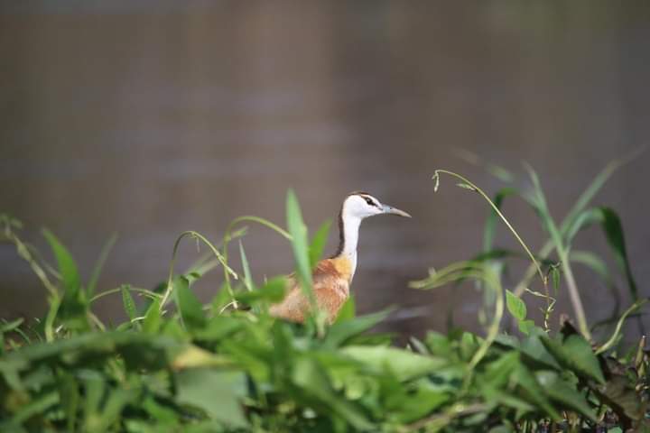 Bird Species In Akagera National Park.