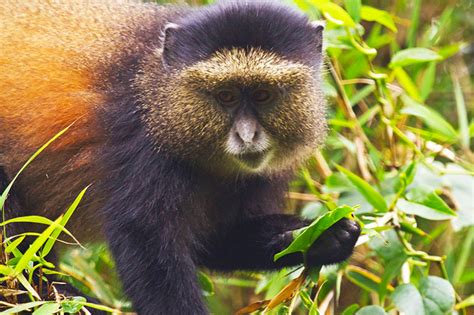 Golden Monkey Safaris In Uganda and Rwanda