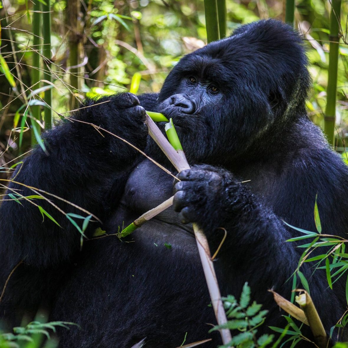 Difference Between Bwindi Four Hour Gorilla Trek And One Hour Gorilla Trek