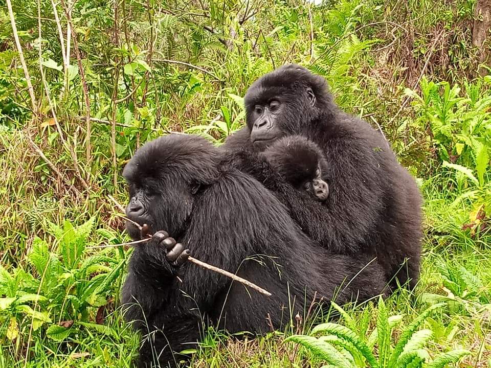 3 Days Gorilla Trekking Safari From Entebbe Or Kigali