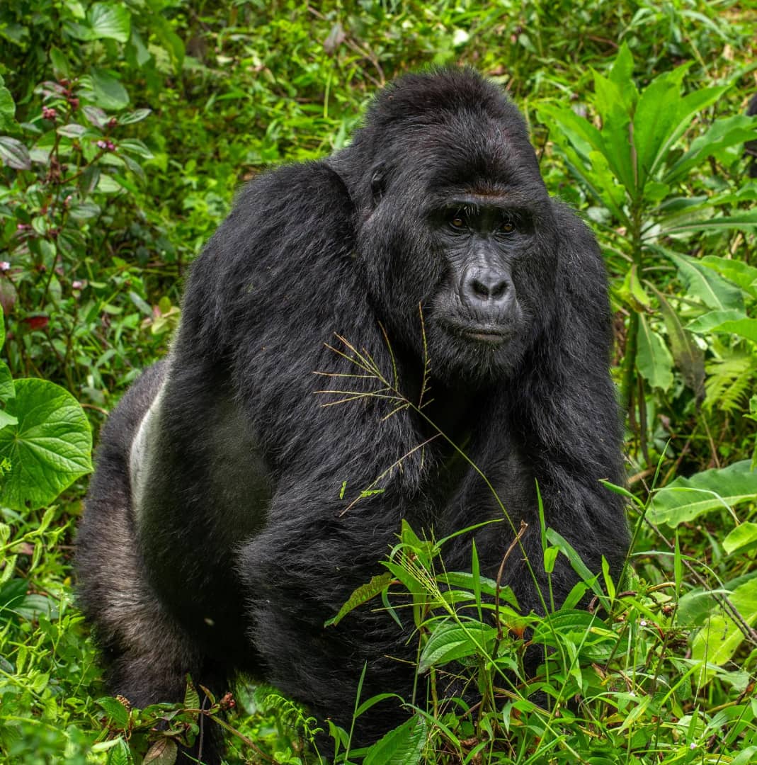 Gorilla Trekking Briefing In Bwindi Impenetrable Forest National Park Uganda