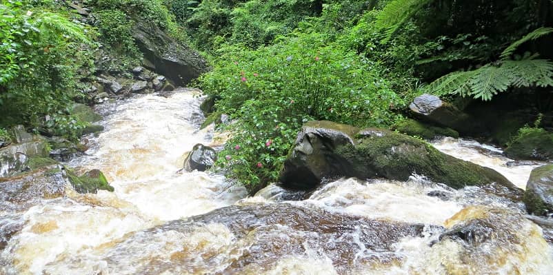 Kamiranzovu Trail In Nyungwe Forest National Park Rwanda