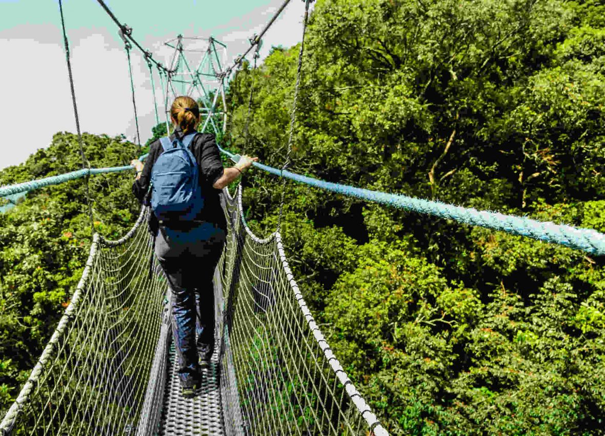 The Canopy Walk In Nyungwe Forest National Park Rwanda