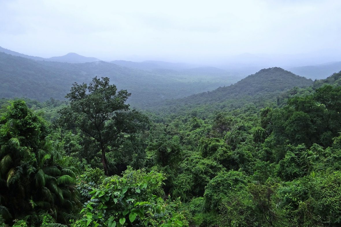 The Size Of Nyungwe Forest National Park In Rwanda