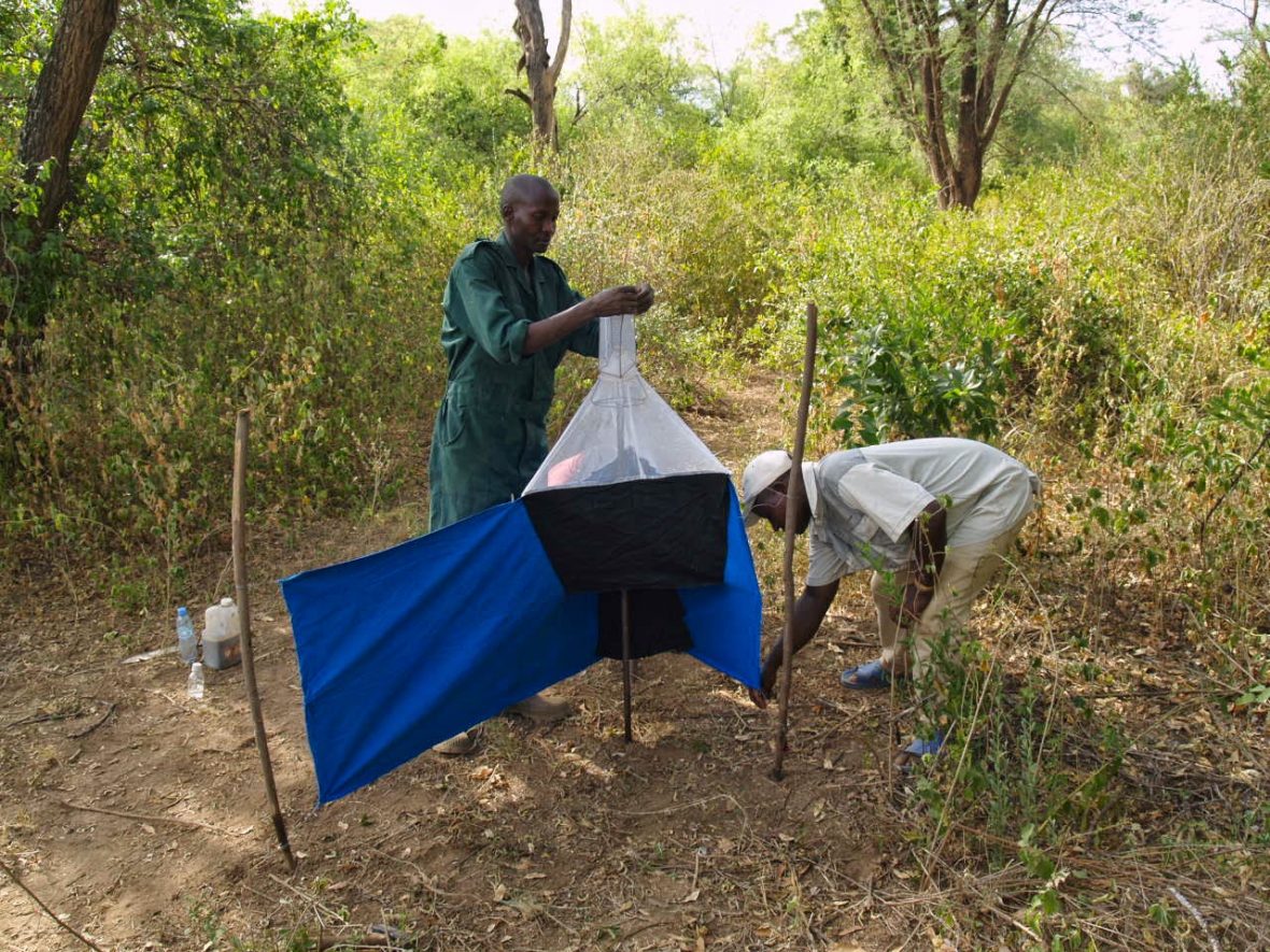 Tsetse Fly Traps In Akagera National Park