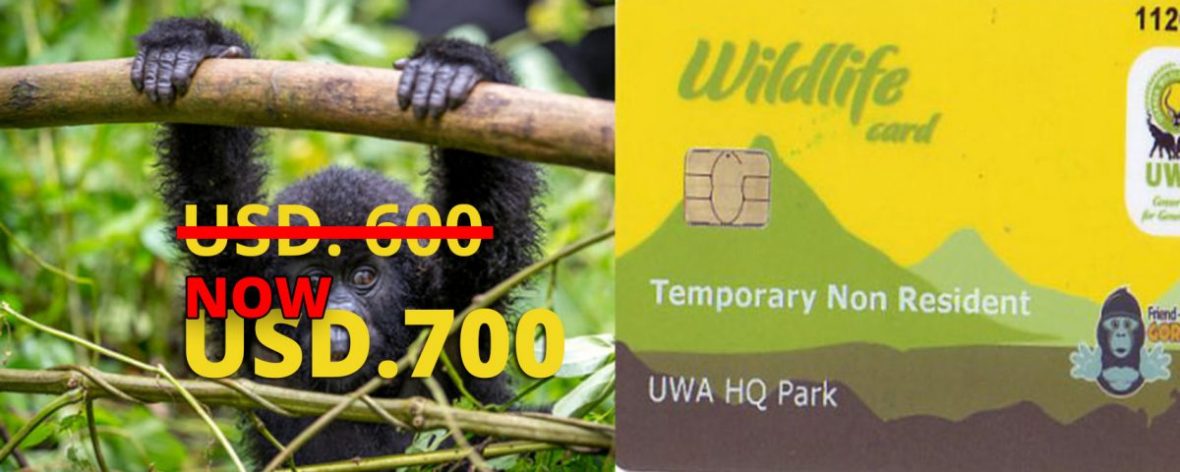 Uganda Wildlife Authority (UWA) Gorilla Permits