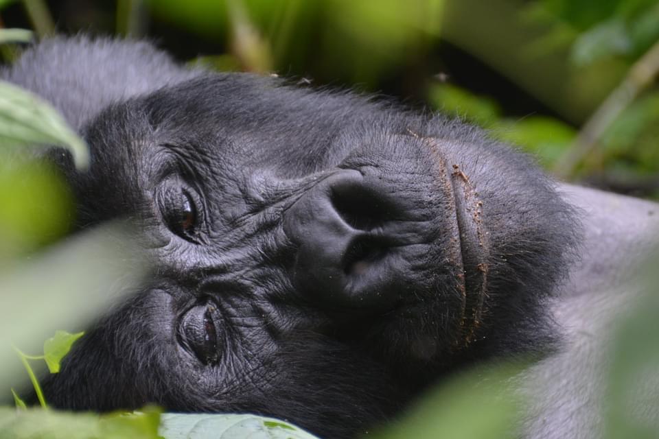 Personalized Gorilla Trekking Experience In Rwanda