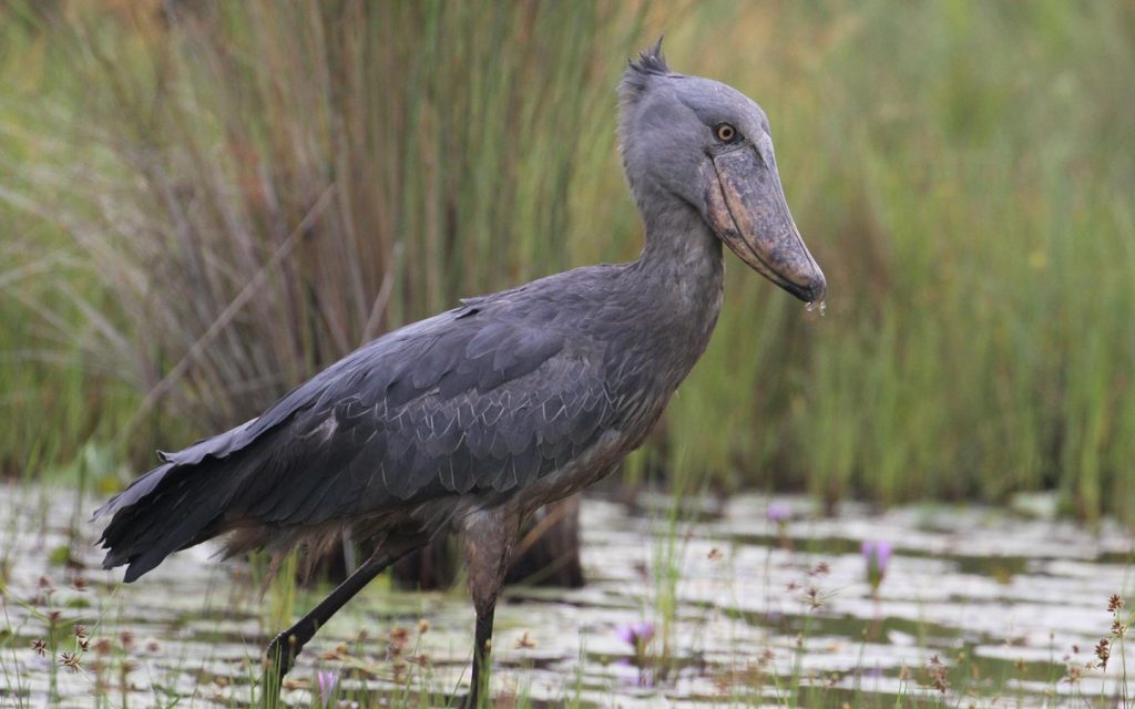 Wetland Birding Sport In Mabamba Bay Swamp In Uganda.