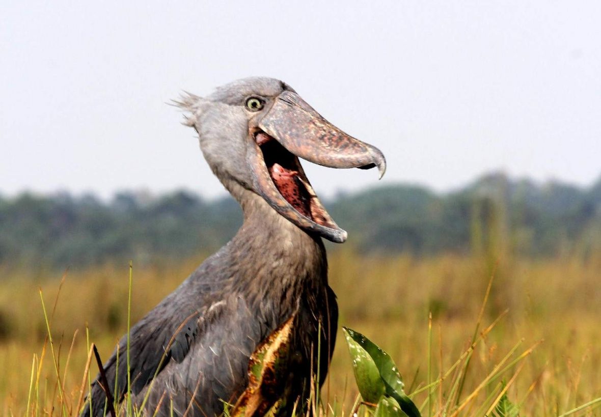 Mabamba Shoebill Excursion From Entebbe.