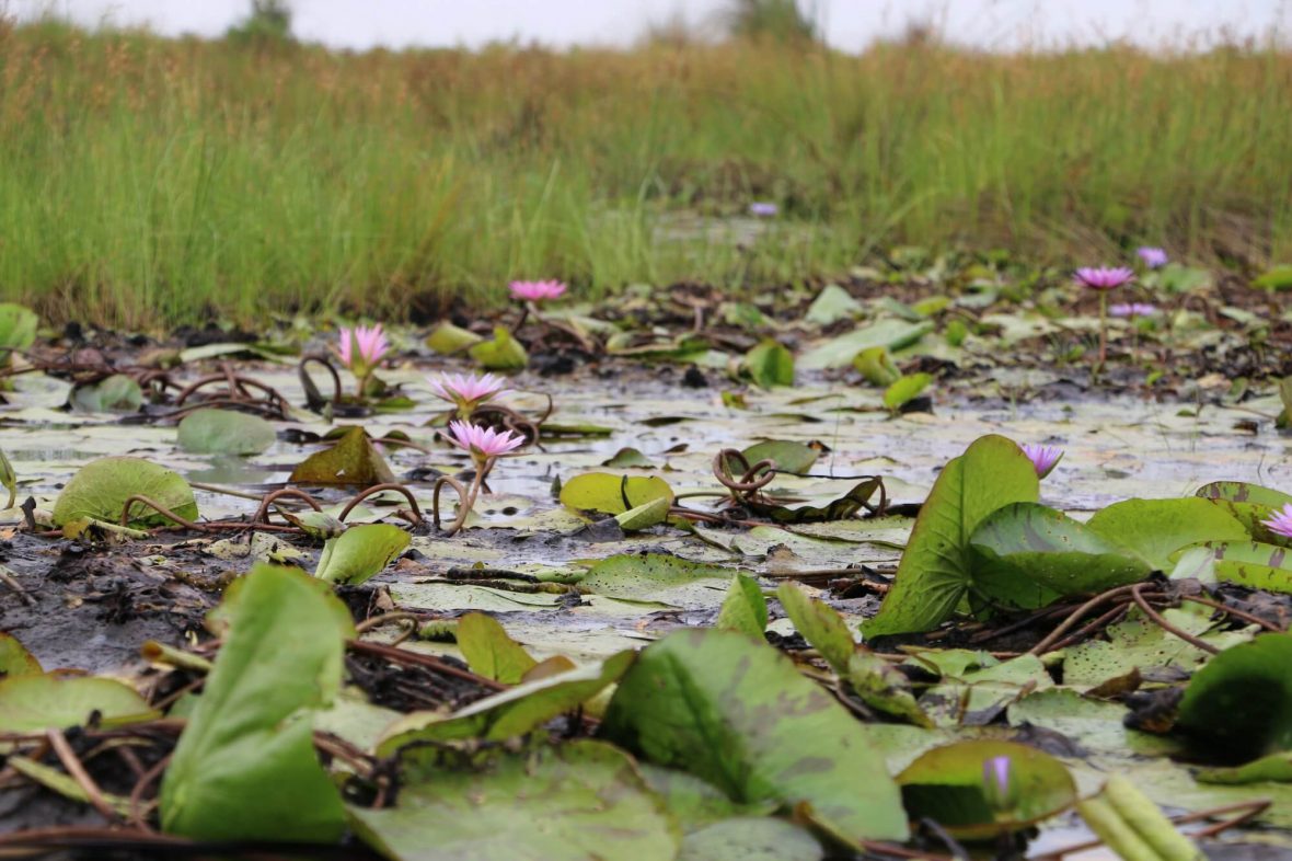 Best Place To See The Shoebill From Entebbe To Mabamba Swamp.