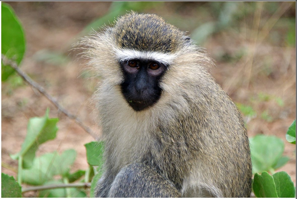 4 Days Wildlife And Chimpanzee Trekking Safari To Queen Elizabeth National Park