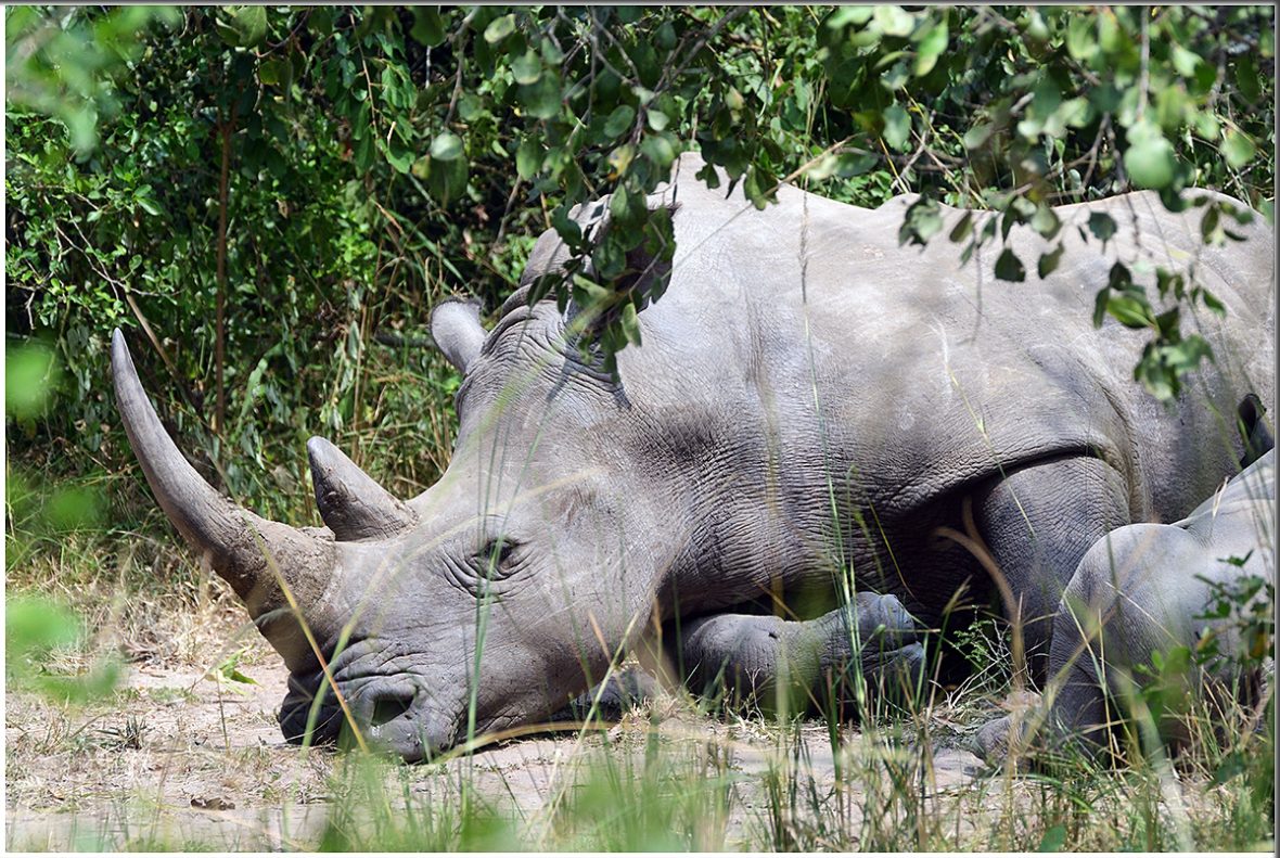 8 Days Wildlife Tour Rwanda