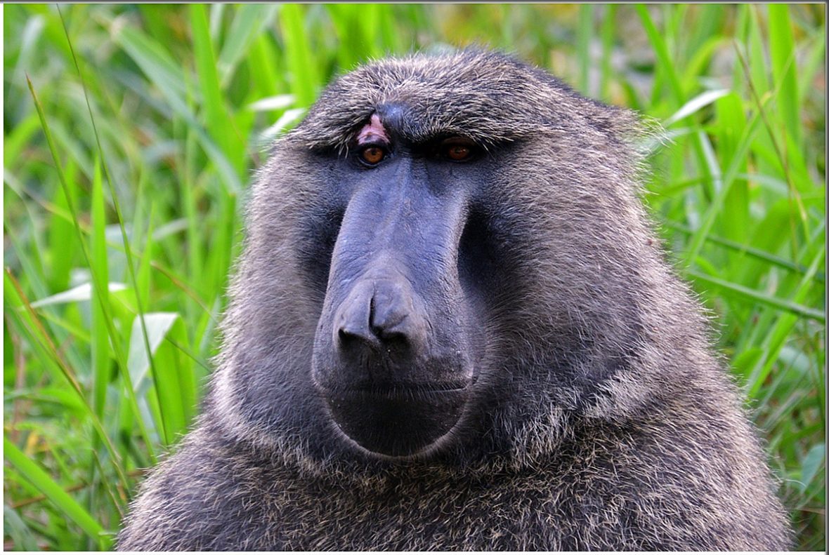 3 Days Safari To Queen Elizabeth National Park Uganda