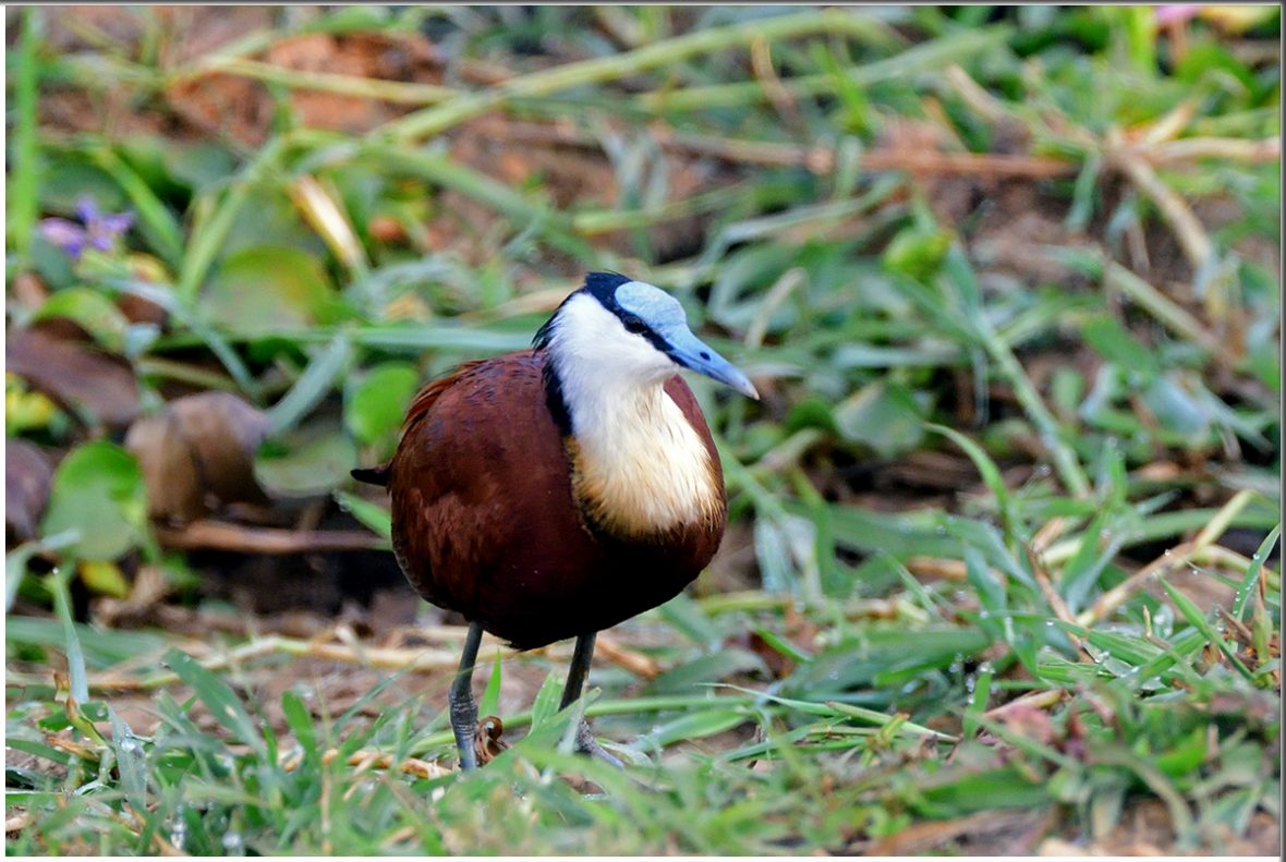 Activities In Nyungwe Forests National Park Rwanda.