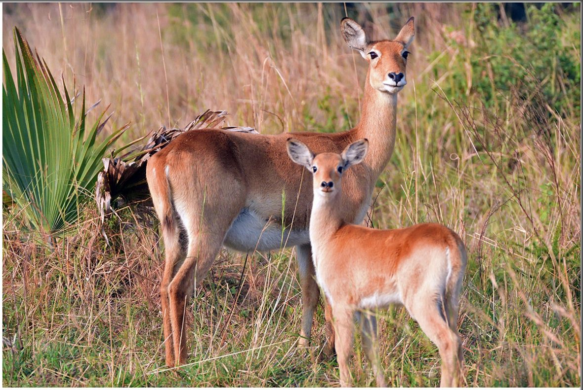 4 Days Wildlife And Chimpanzee Tracking Tour In Queen Elizabeth National Park Uganda